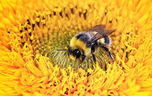 Course Image Sustainability Quiz